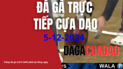 Đá Gà Trực Tiếp cựa dao philippin 5-12-2024 dagacuadao